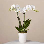 Orchid Plant