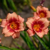 Hemerocallis 'Strawberry Candy' (Daylily)