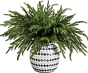 30 Pcs Christmas Norfolk Pine Branches, 19" Extra Length Fake Greenery Norfolk Pine Stems Sprigs, Artificial Xmas Branches Plants Pines Needles for DIY Craft Garland Home Garden Decor