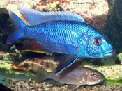 Ahli Electric Blue