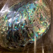 Abalone Shell w/ Stand