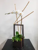 (1) Single Spike Phalaenopsis Orchid