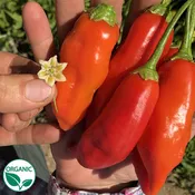 Aji Rico F1 Organic Pepper Seeds