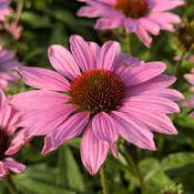 SunMagic® Vintage Fuchsia Coneflower (Echinacea)