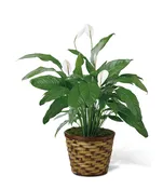 The FTD® Spathiphyllum