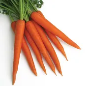 Apache Pelleted Carrot Hybrid