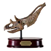 Chasmosaurus Skull Model