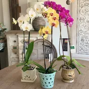 Orchids