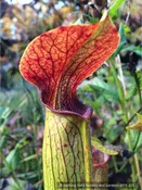 Sarracenia hybrids, Pitcher Plant