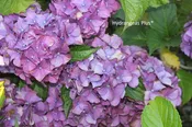 Hydrangea Macrophylla Charm