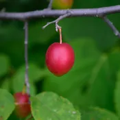 American Plum