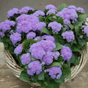 Ageratum Aloha Blue