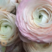Blush Cloni Hanoi Ranunculus