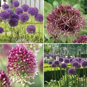 Allium Assorted Amazing Collection