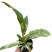 Philodendron Ring of Fire Variegated