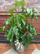 8" SCHEFFLERA AMATE