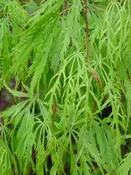 Viridis