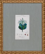 ANTIQUE BOTANA VI