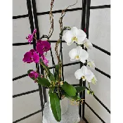 White and Lavender Orchid Unique