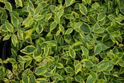 Abelia grandiflora 'Margarita'