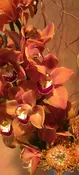 Sienna Cymbidium - Exclusive