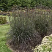 Andropogon Blackhawks 2 Gallon