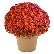 12" Planter Mumbo Gigi Starburst Mix