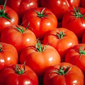 Big Boy Tomato Plants | Two Live Plants | Non-GMO | Classic Slicing Tomato, Large Juicy Fruit, Perfect for Sandwiches & Burgers