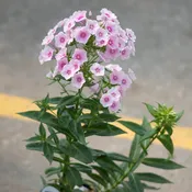 Flame® Pro Baby Doll Garden Phlox