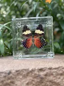 4x4 Red Cracker Butterfly Box