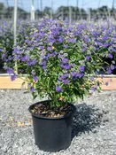 Caryopteris x clandonensis 'Dark Knight' — Shreckhise Nurseries
