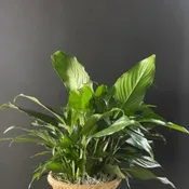 Simply Elegant Spathiphyllum Small 6”, Medium 8”, or Large 10”