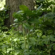 Arisaema dracontium