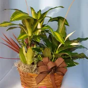 Plant Basket