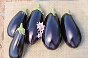 A-1014 Eggplant (Not Treated)