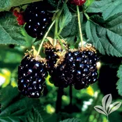 Arapaho Blackberry