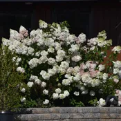 Vanilla Strawberry Hydrangea Shrub – Panicle Hydrangea