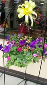 BLOOMING HANGING BASKET