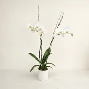 Iron City Orchid