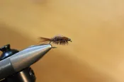 Featherduster Nymph