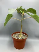 Ficus petiolaris — Desert Creations