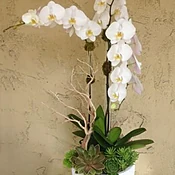 amazon jungle orchid