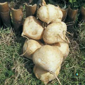 Jicama - Thai