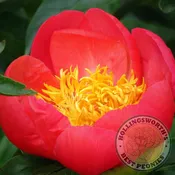 Coral ‘n Gold