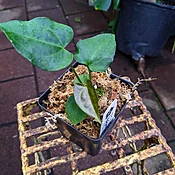 Anthurium Ace of Spades carlablackiae