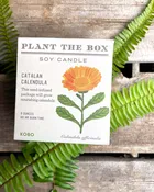 Catalan Calendula Candle