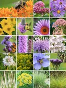 64 Plant Pollinator Garden