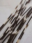 10-14" African Porcupine Quill, PS246