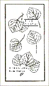Aspen Leaf Block
