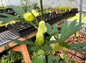 Aconitum vulparia